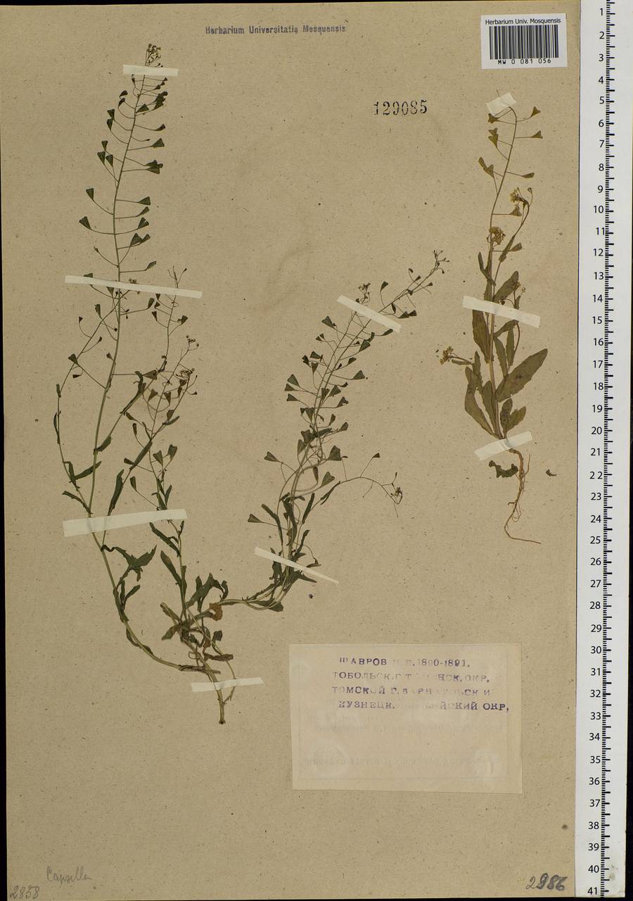 Capsella bursa-pastoris (L.) Medik., Siberia (no precise locality) (S0) (Russia)