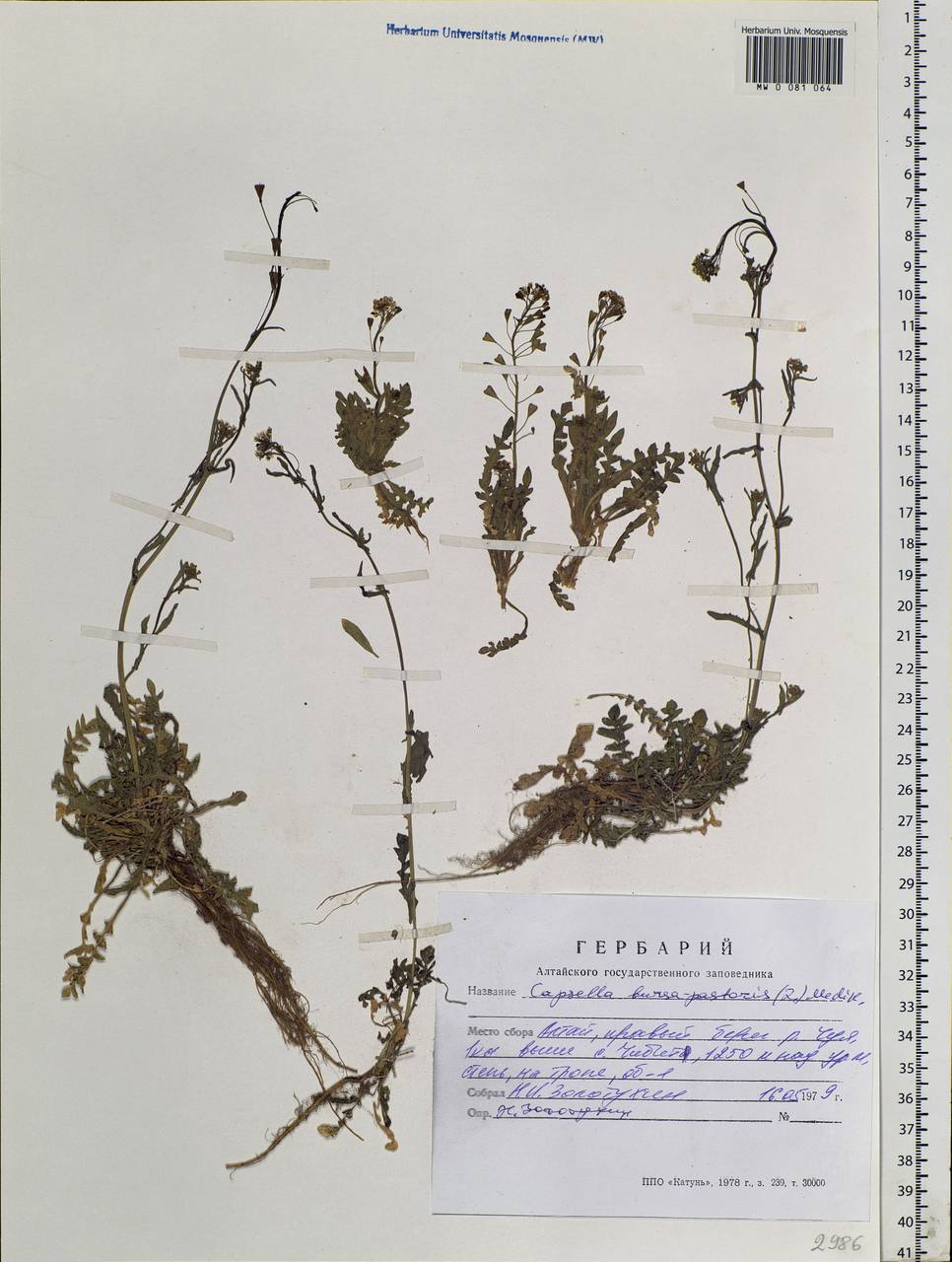 Capsella bursa-pastoris (L.) Medik., Siberia, Altai & Sayany Mountains (S2) (Russia)