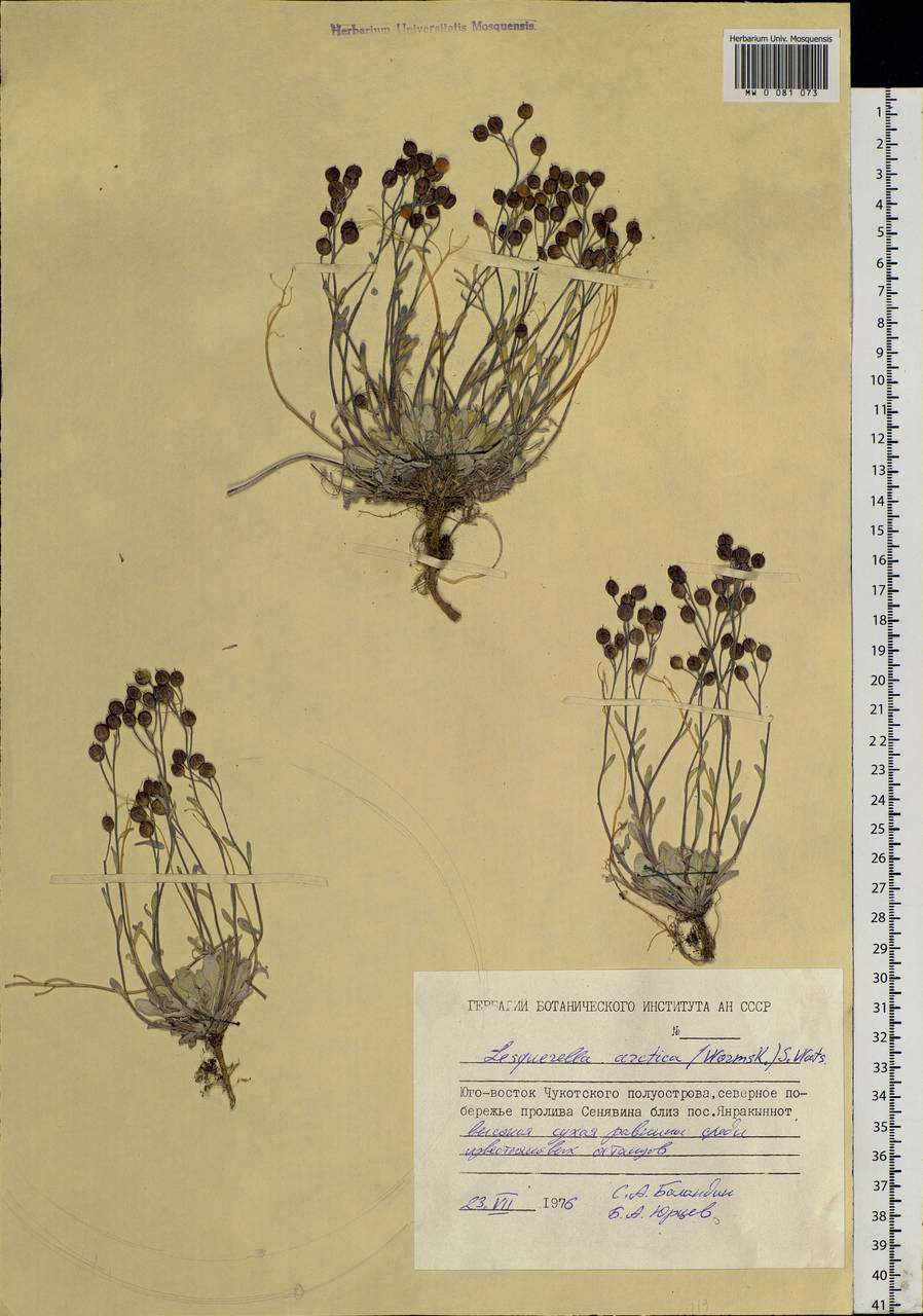 Physaria arctica (Wormsk. ex Hornem.) O'Kane & Al-Shehbaz, Siberia, Chukotka & Kamchatka (S7) (Russia)