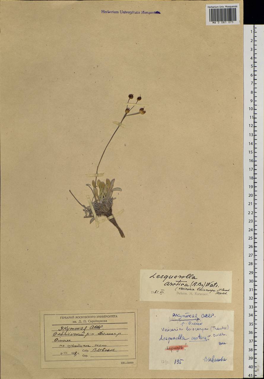 Physaria arctica (Wormsk. ex Hornem.) O'Kane & Al-Shehbaz, Siberia, Yakutia (S5) (Russia)