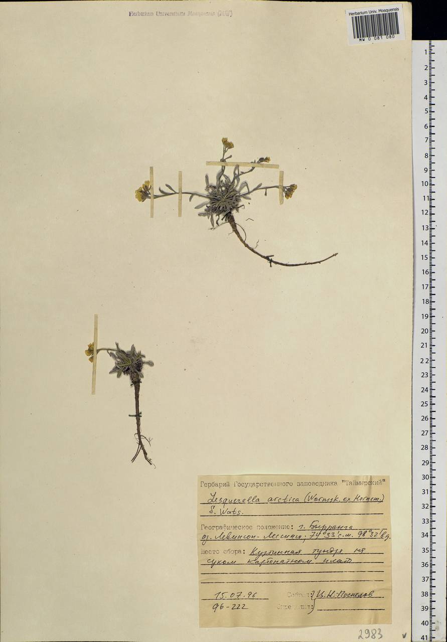 Physaria arctica (Wormsk. ex Hornem.) O'Kane & Al-Shehbaz, Siberia, Central Siberia (S3) (Russia)