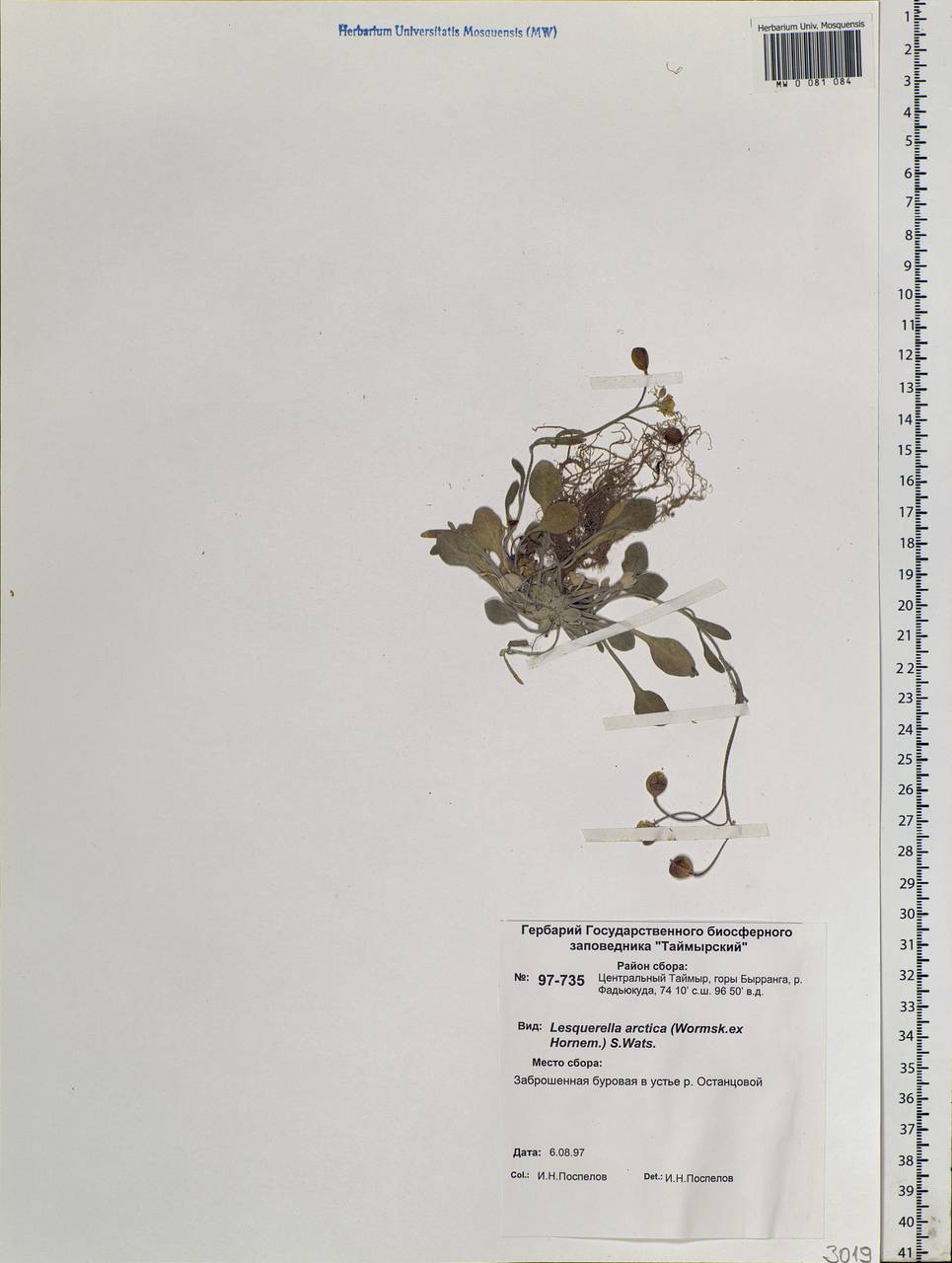 Physaria arctica (Wormsk. ex Hornem.) O'Kane & Al-Shehbaz, Siberia, Central Siberia (S3) (Russia)