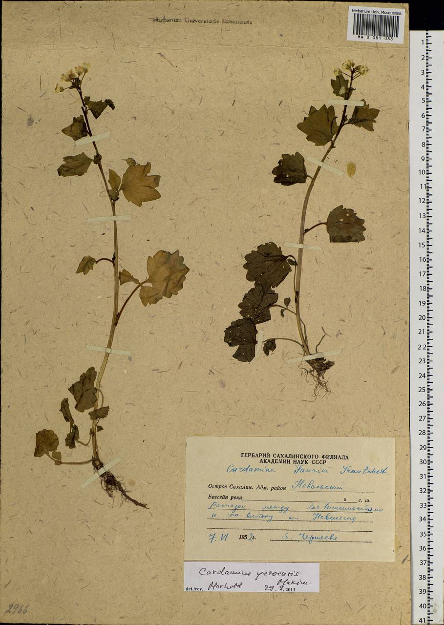 Cardamine yezoensis Maxim., Siberia, Russian Far East (S6) (Russia)