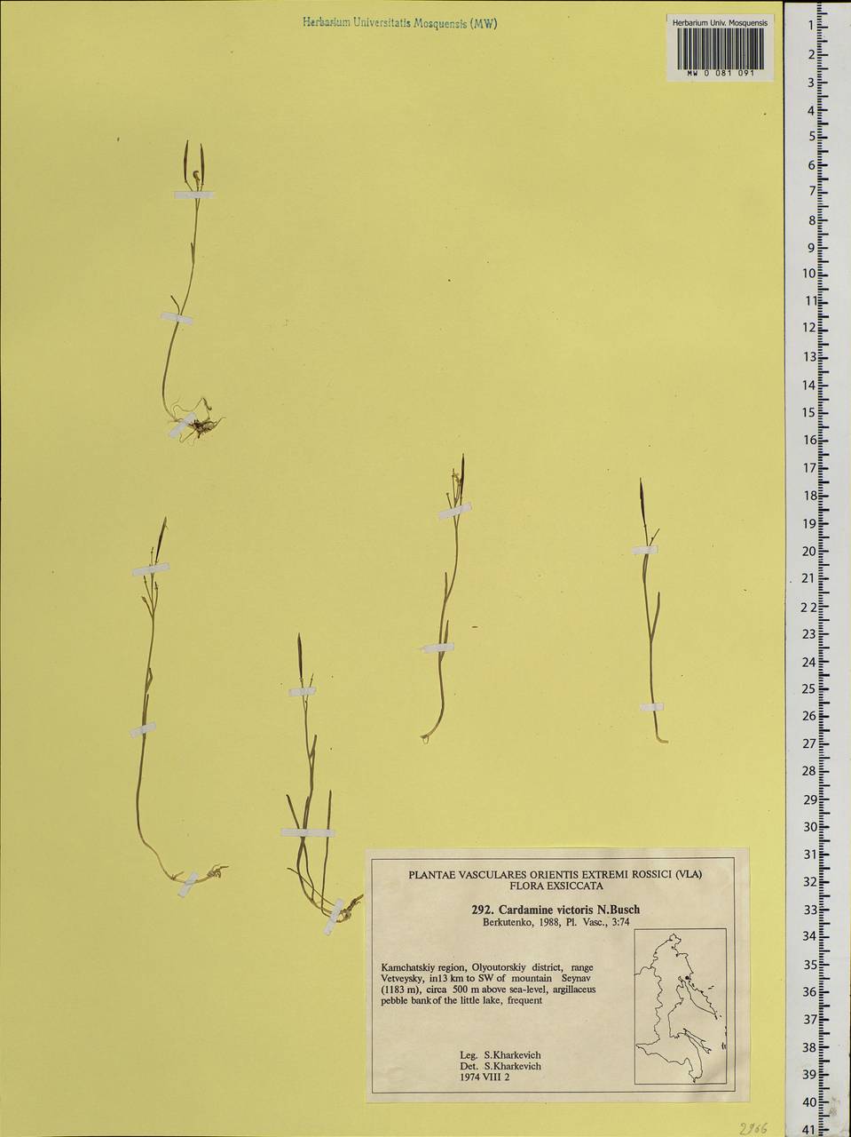 Cardamine victoris N.Busch, Siberia, Chukotka & Kamchatka (S7) (Russia)
