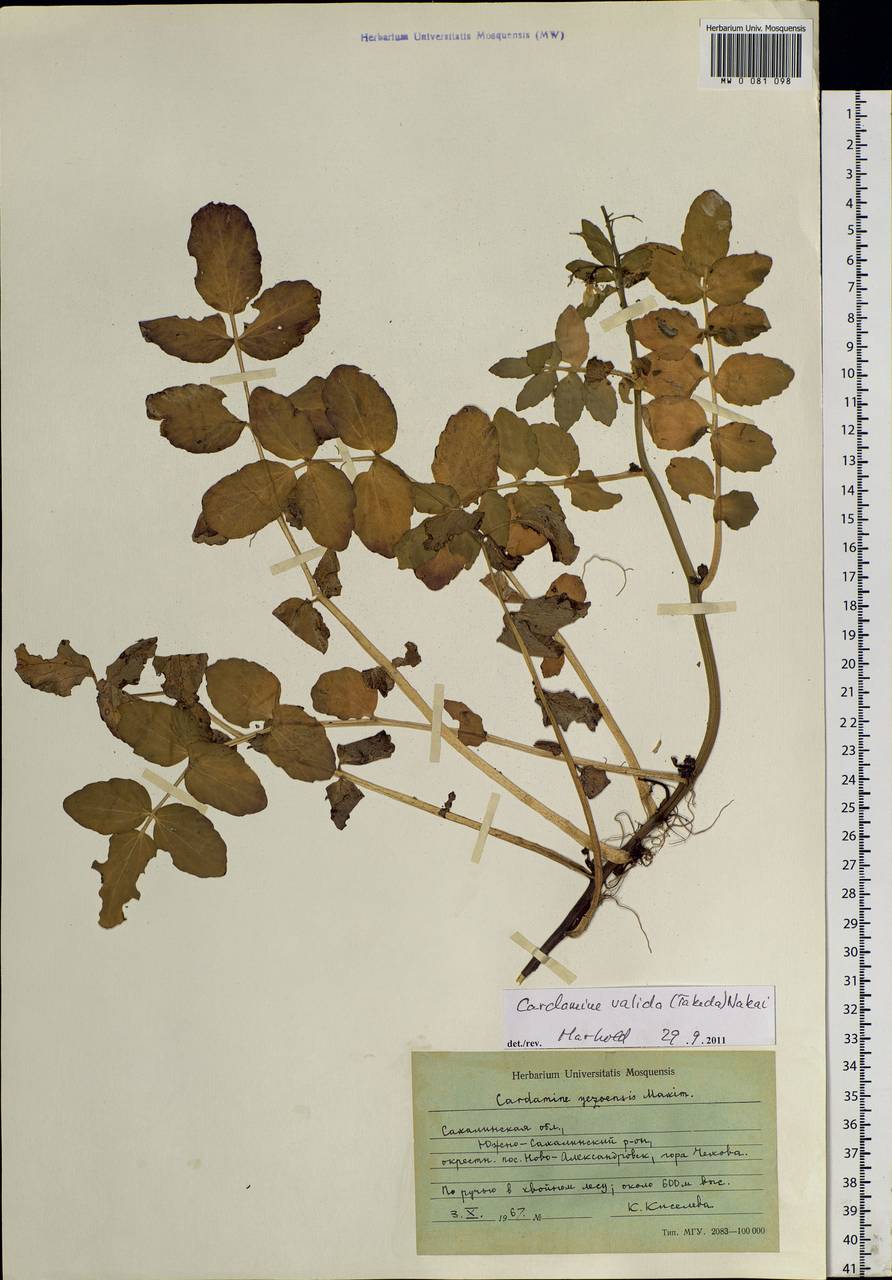 Cardamine yezoensis Maxim., Siberia, Russian Far East (S6) (Russia)