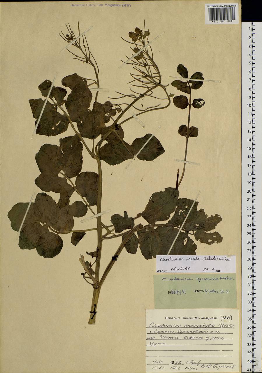 Cardamine yezoensis Maxim., Siberia, Russian Far East (S6) (Russia)