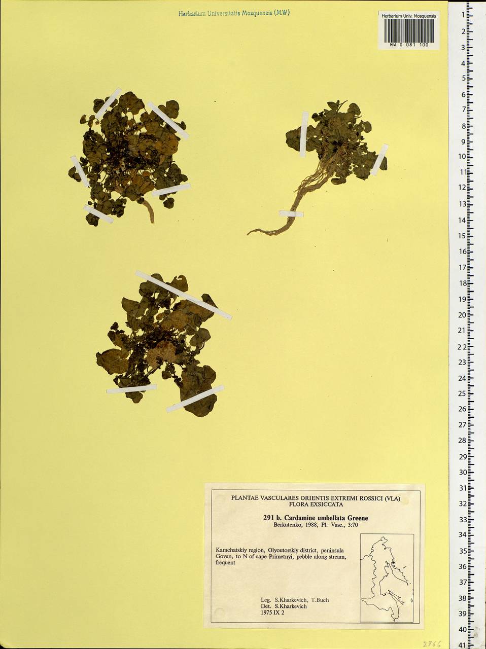 Cardamine umbellata Greene, Siberia, Chukotka & Kamchatka (S7) (Russia)