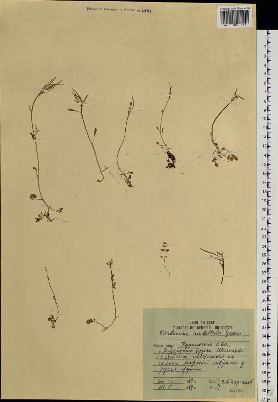 Cardamine umbellata Greene, Siberia, Russian Far East (S6) (Russia)