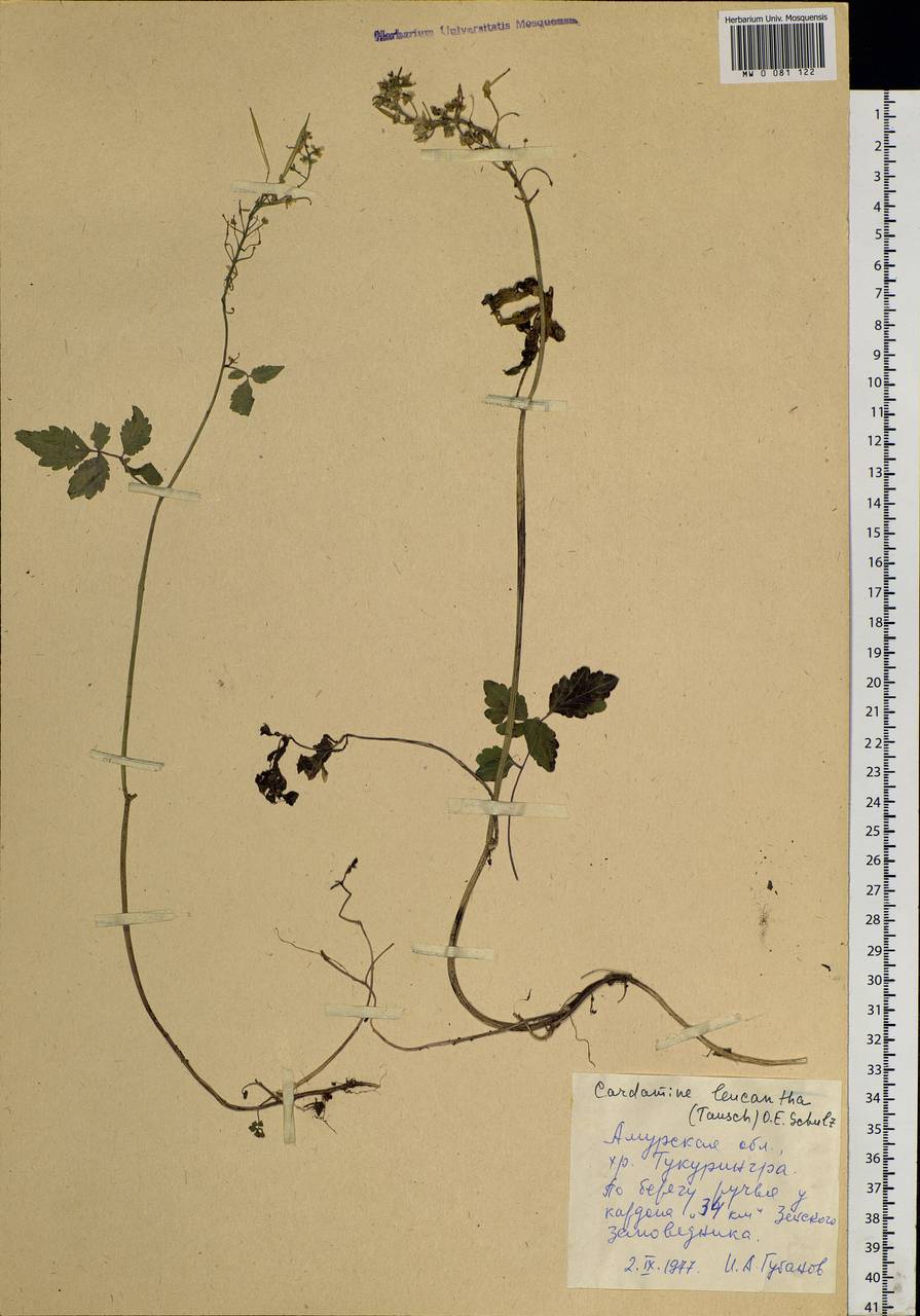 Cardamine leucantha (Tausch) O. E. Schulz, Siberia, Russian Far East (S6) (Russia)