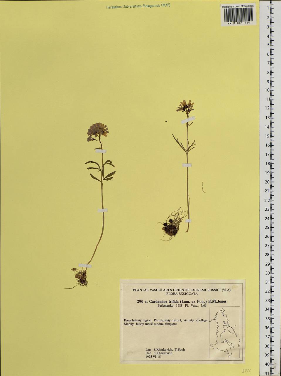 Cardamine tenuifolia Hook., Siberia, Chukotka & Kamchatka (S7) (Russia)