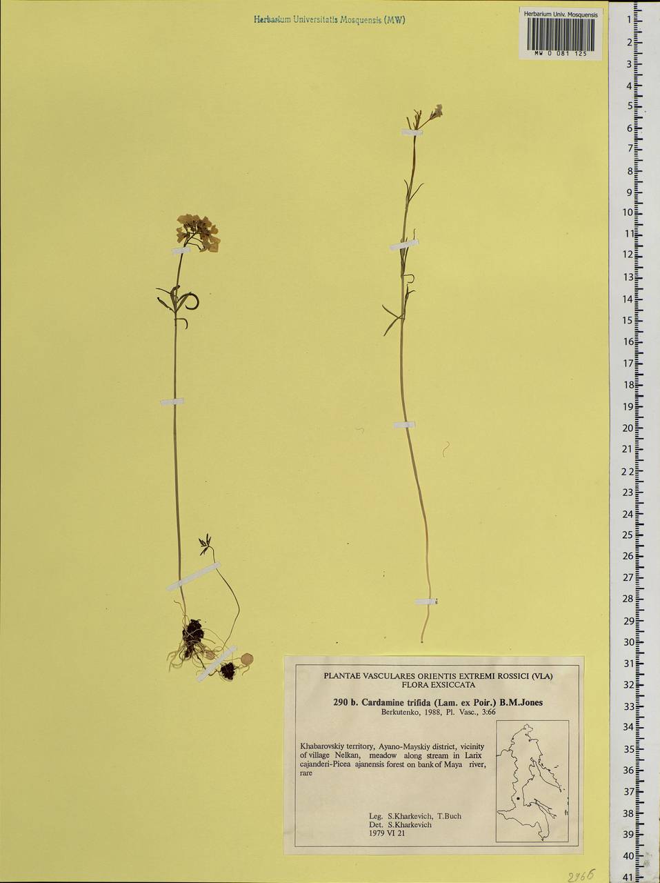 Cardamine tenuifolia Hook., Siberia, Russian Far East (S6) (Russia)