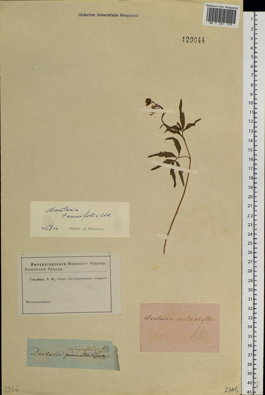 Cardamine tenuifolia Hook., Siberia, Chukotka & Kamchatka (S7) (Russia)