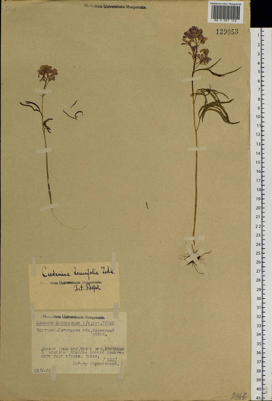 Cardamine trifida (Lam. ex Poir.) B.M.G.Jones, Siberia, Baikal & Transbaikal region (S4) (Russia)