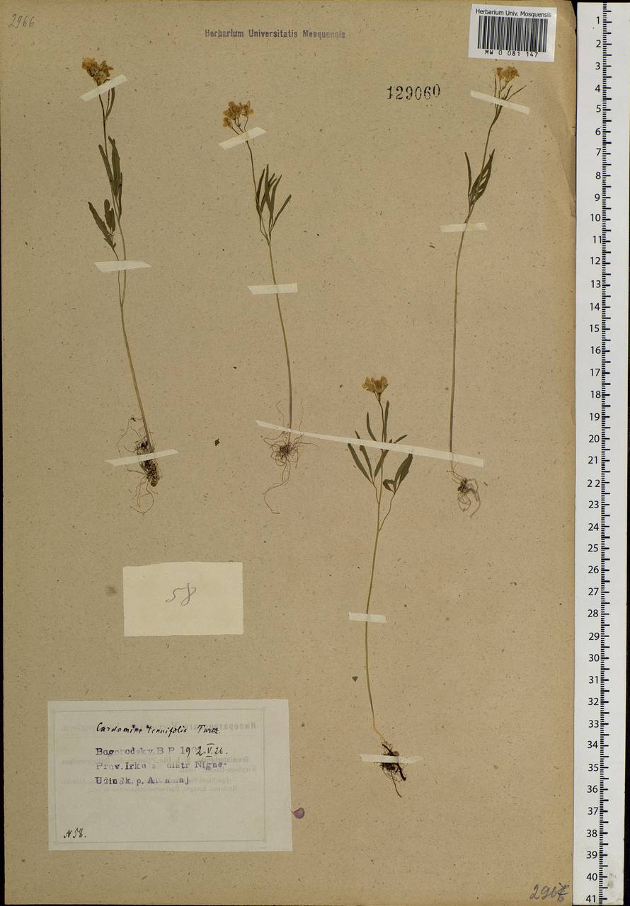 Cardamine tenuifolia Hook., Siberia, Baikal & Transbaikal region (S4) (Russia)