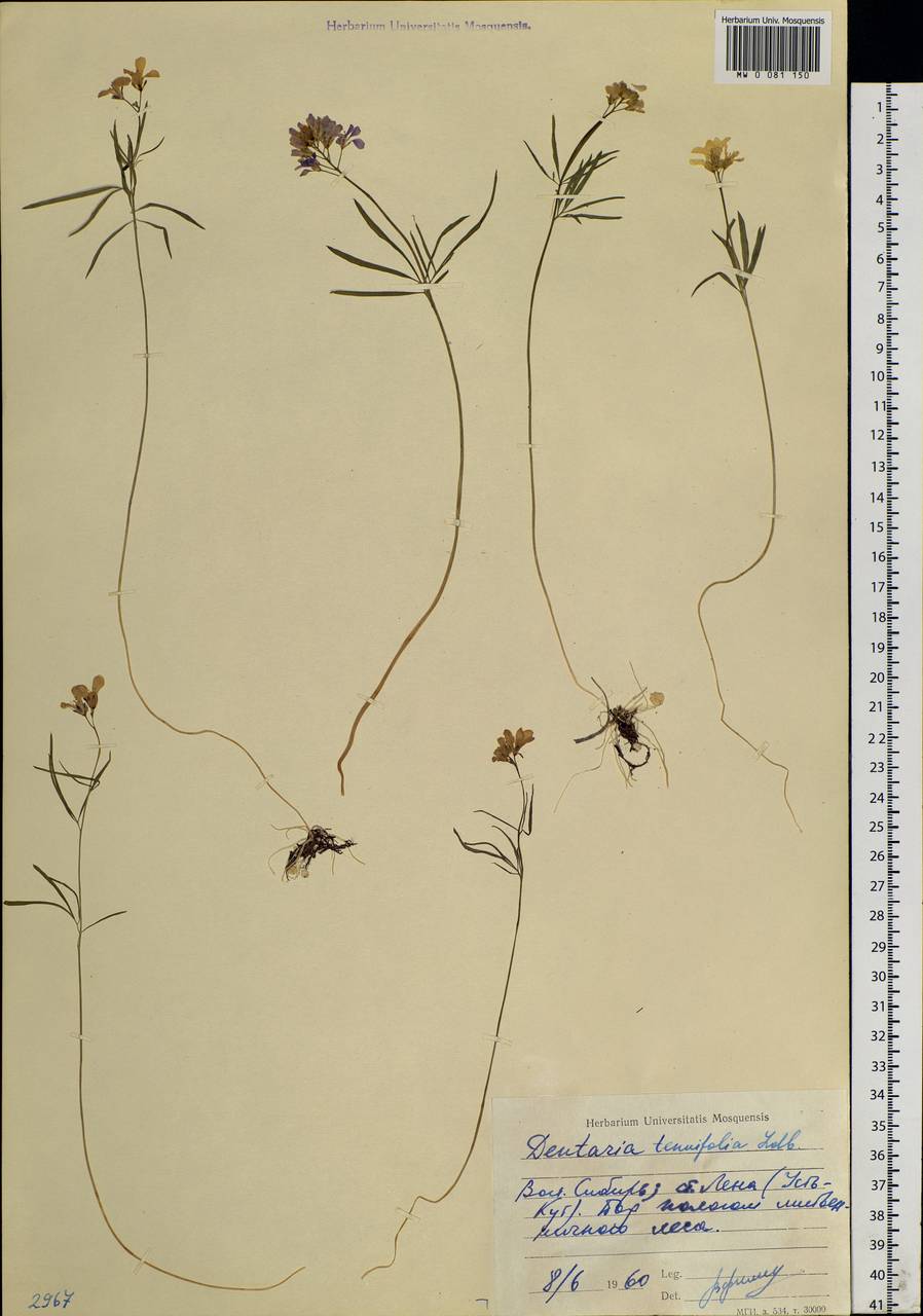 Cardamine tenuifolia Hook., Siberia, Baikal & Transbaikal region (S4) (Russia)