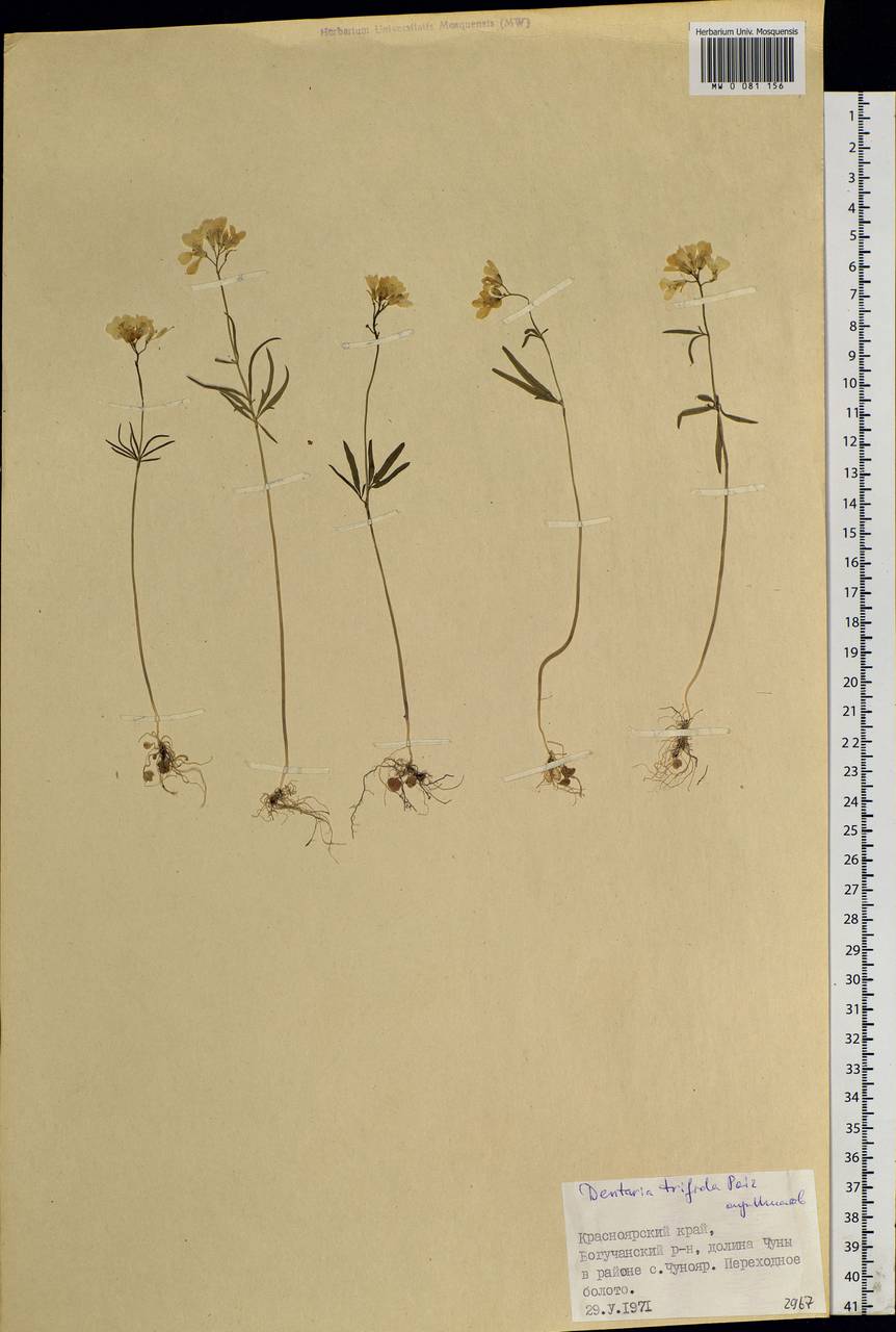 Cardamine tenuifolia Hook., Siberia, Central Siberia (S3) (Russia)