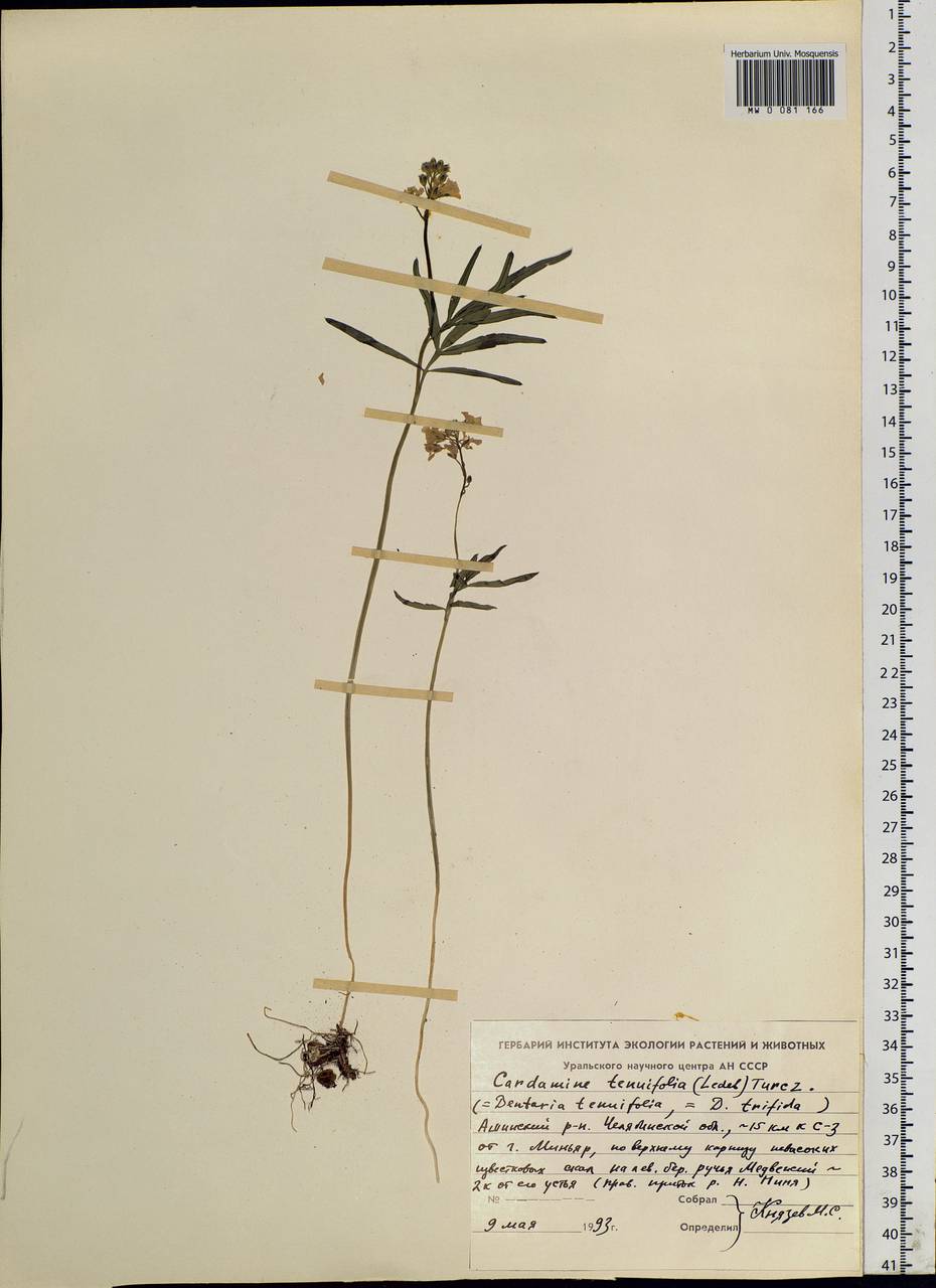 Cardamine tenuifolia Hook., Eastern Europe, Eastern region (E10) (Russia)