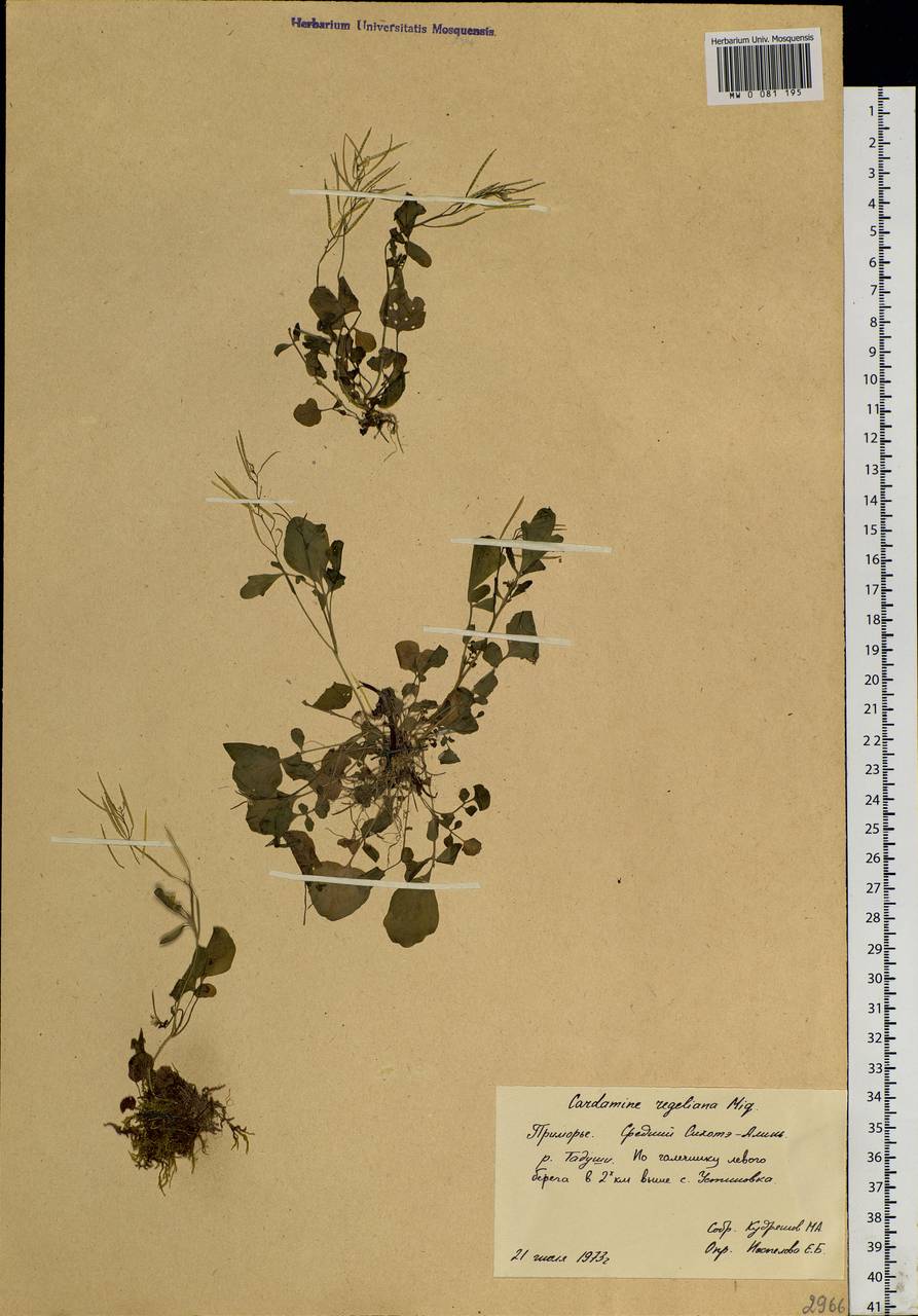 Cardamine scutata Thunb., Siberia, Russian Far East (S6) (Russia)