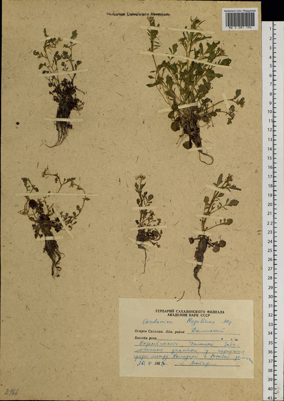 Cardamine scutata Thunb., Siberia, Russian Far East (S6) (Russia)