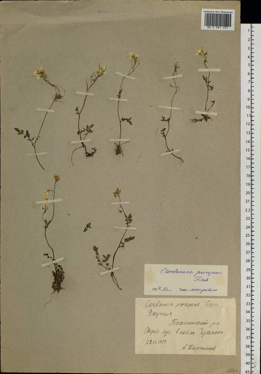 Cardamine prorepens Fisch. ex DC., Siberia, Yakutia (S5) (Russia)