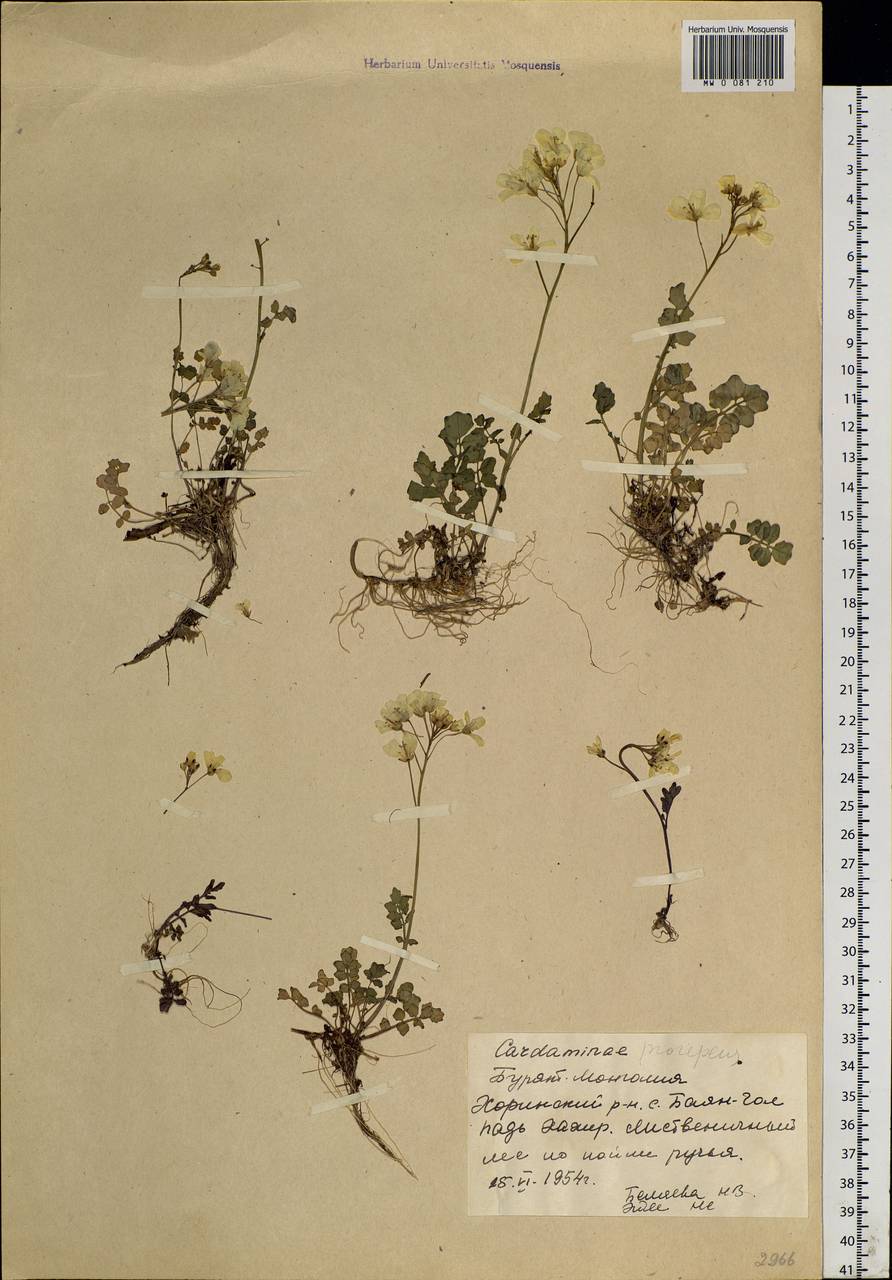 Cardamine prorepens Fisch. ex DC., Siberia, Baikal & Transbaikal region (S4) (Russia)