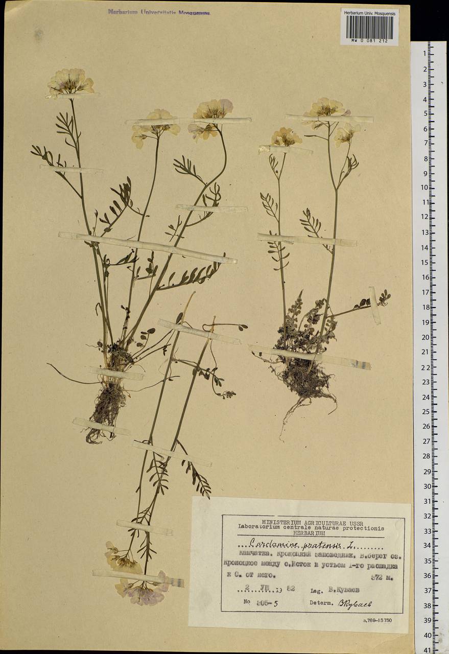 Cardamine pratensis L., Siberia, Chukotka & Kamchatka (S7) (Russia)