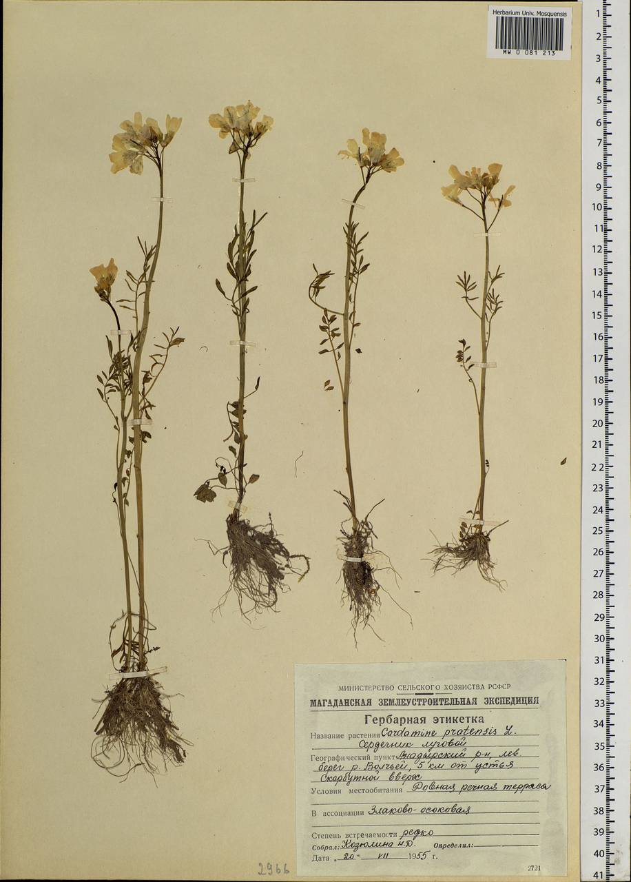 Cardamine pratensis L., Siberia, Chukotka & Kamchatka (S7) (Russia)