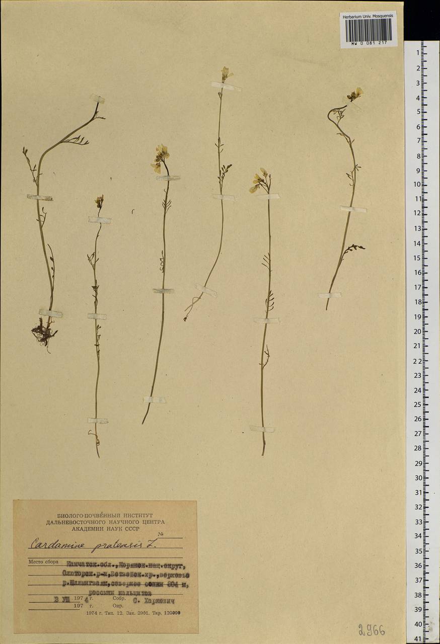 Cardamine pratensis L., Siberia, Chukotka & Kamchatka (S7) (Russia)