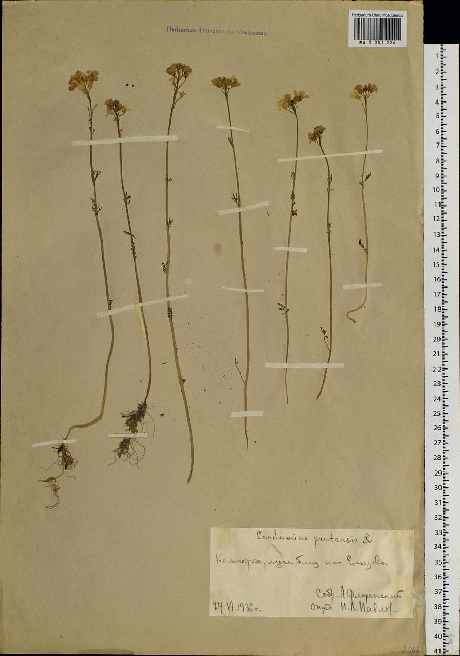 Cardamine pratensis L., Siberia, Chukotka & Kamchatka (S7) (Russia)