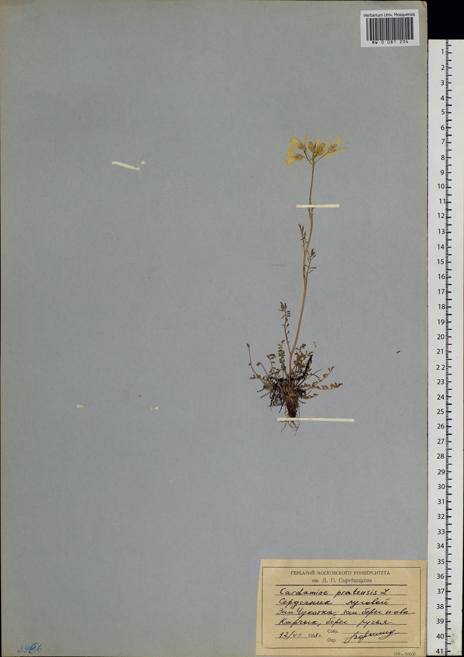 Cardamine pratensis L., Siberia, Chukotka & Kamchatka (S7) (Russia)