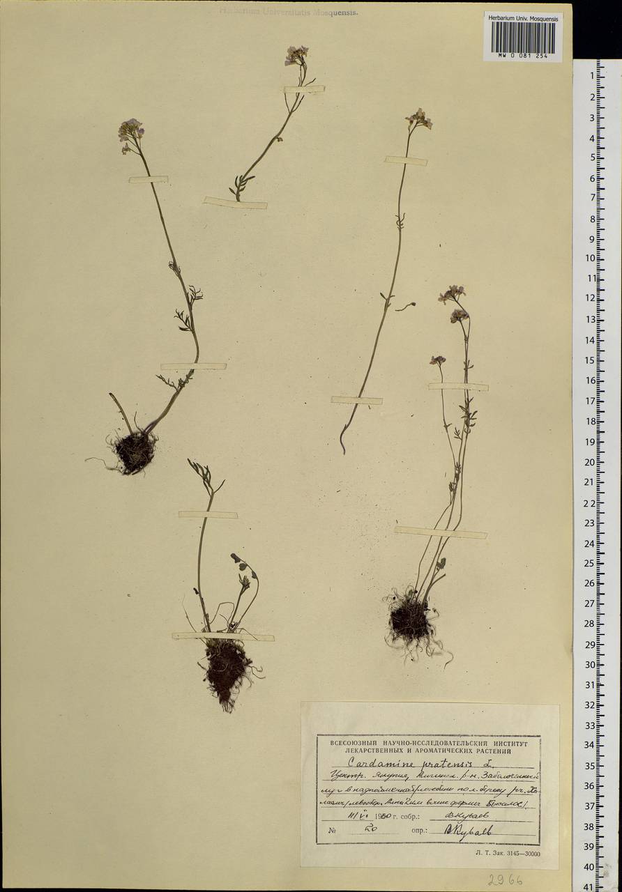 Cardamine pratensis L., Siberia, Yakutia (S5) (Russia)