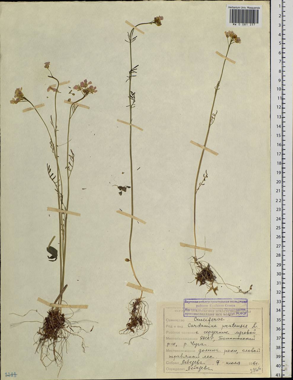 Cardamine pratensis L., Siberia, Yakutia (S5) (Russia)