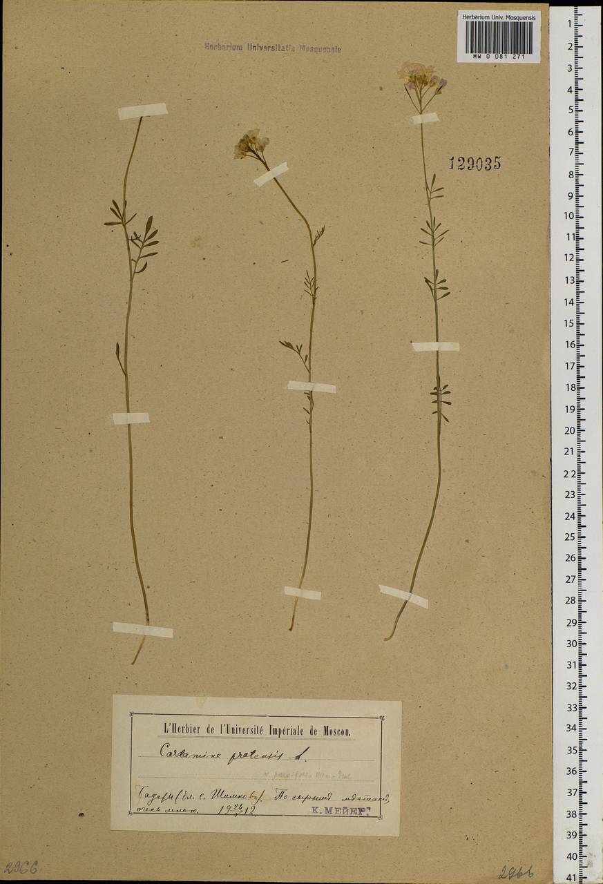 Cardamine pratensis L., Siberia, Baikal & Transbaikal region (S4) (Russia)