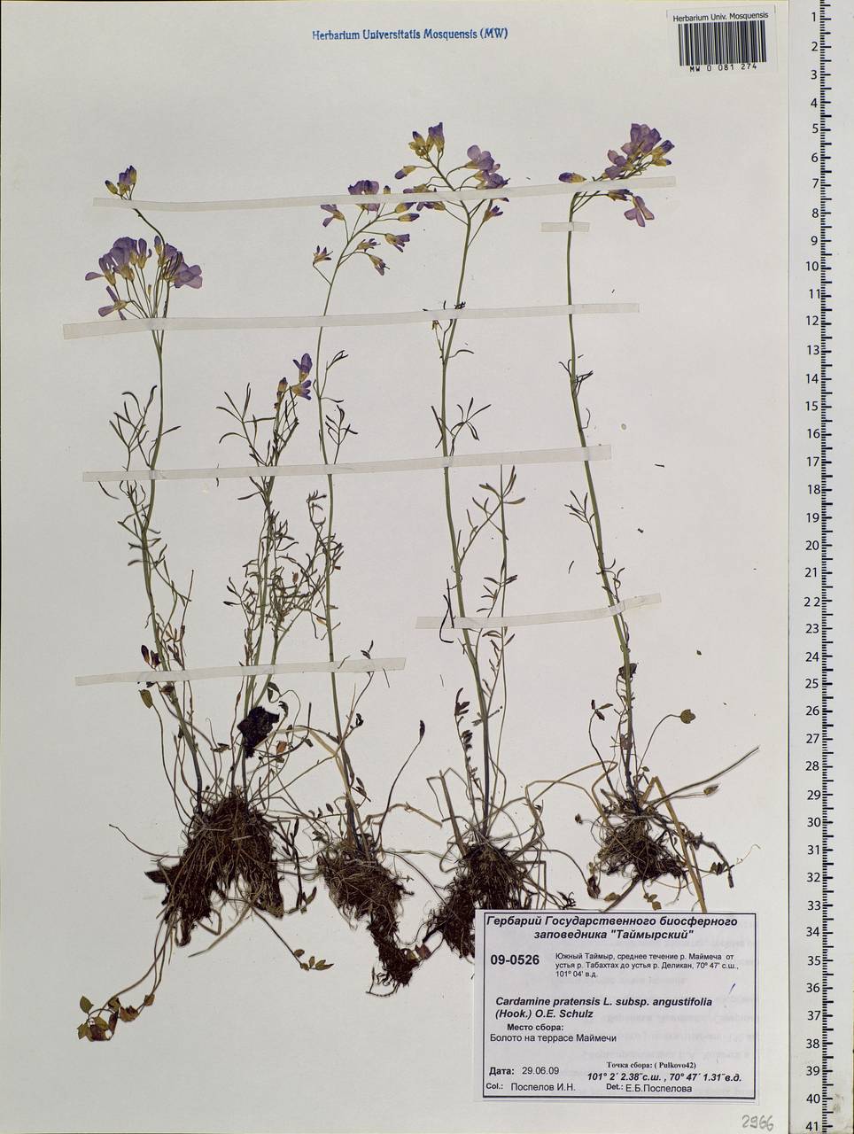 Cardamine pratensis L., Siberia, Central Siberia (S3) (Russia)