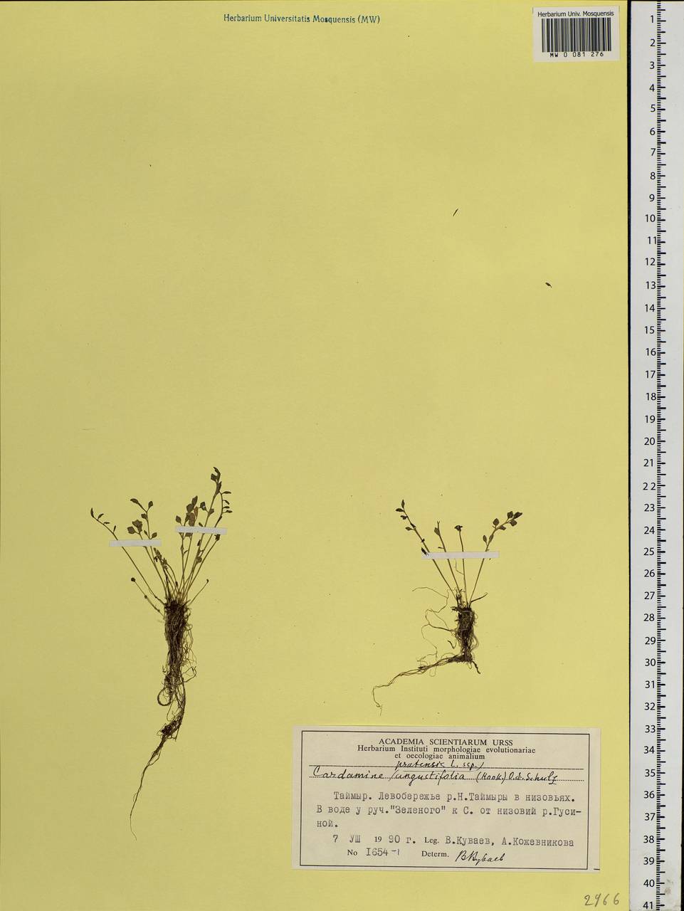 Cardamine pratensis L., Siberia, Central Siberia (S3) (Russia)