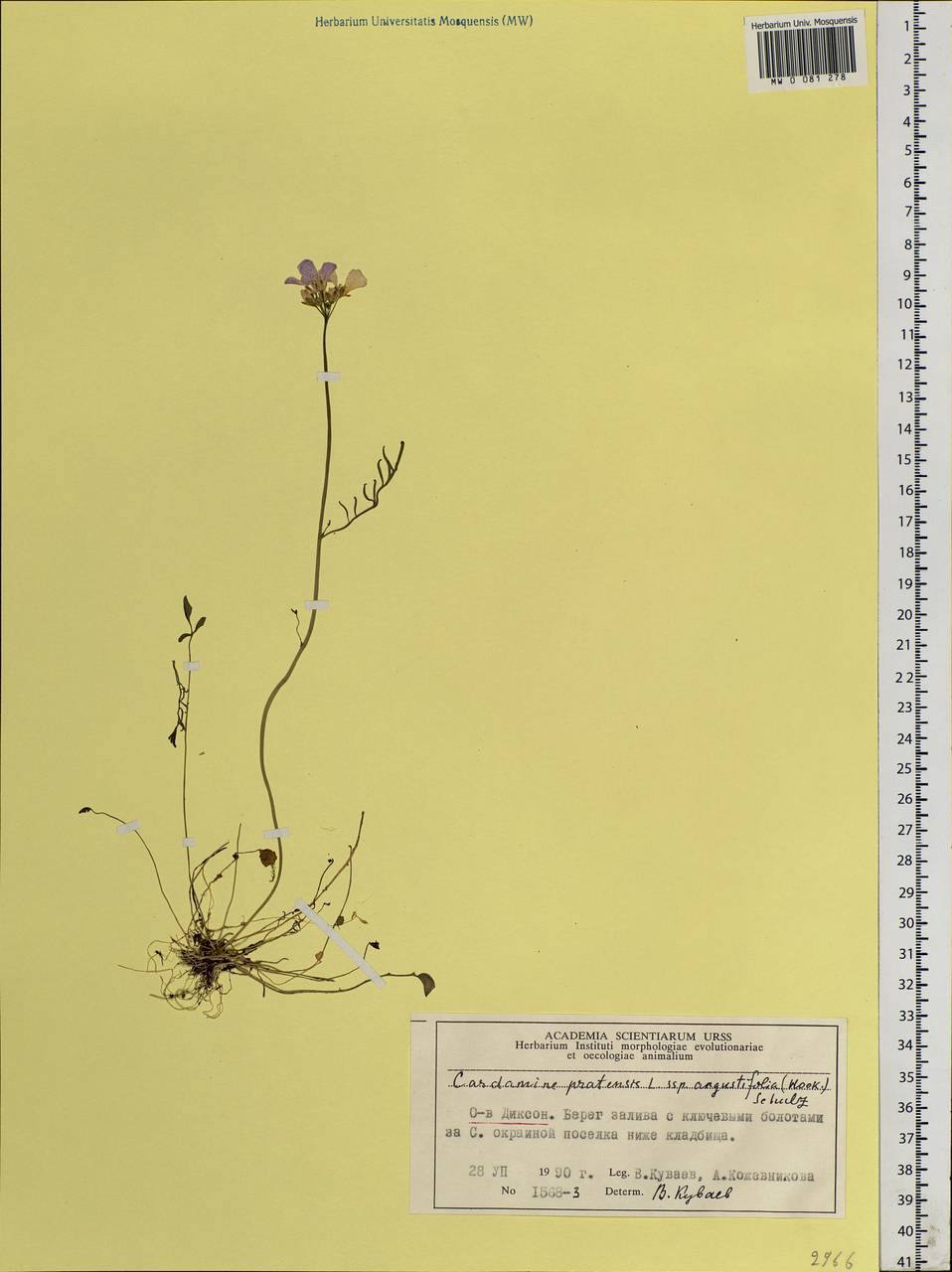 Cardamine pratensis L., Siberia, Central Siberia (S3) (Russia)