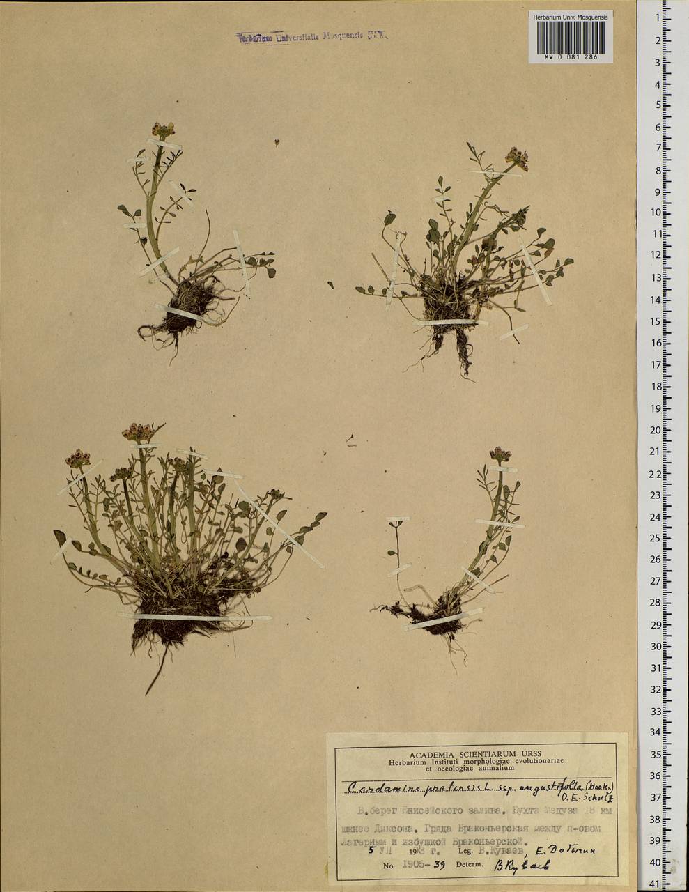 Cardamine pratensis L., Siberia, Central Siberia (S3) (Russia)