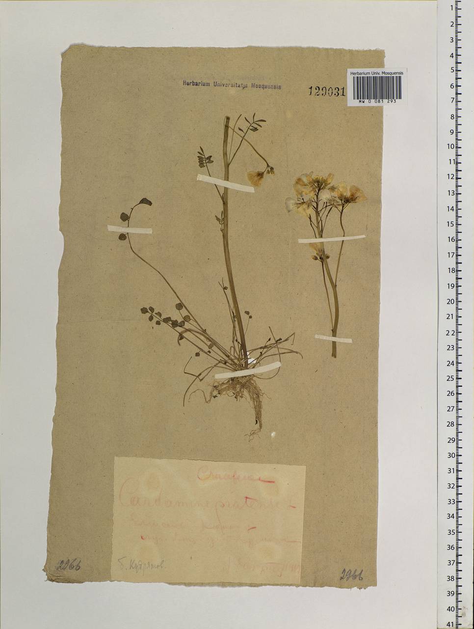 Cardamine pratensis L., Siberia, Central Siberia (S3) (Russia)