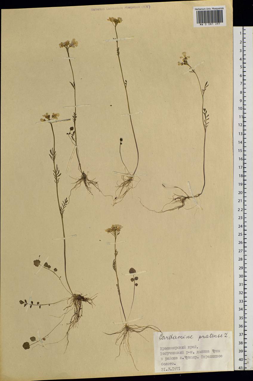 Cardamine pratensis L., Siberia, Central Siberia (S3) (Russia)