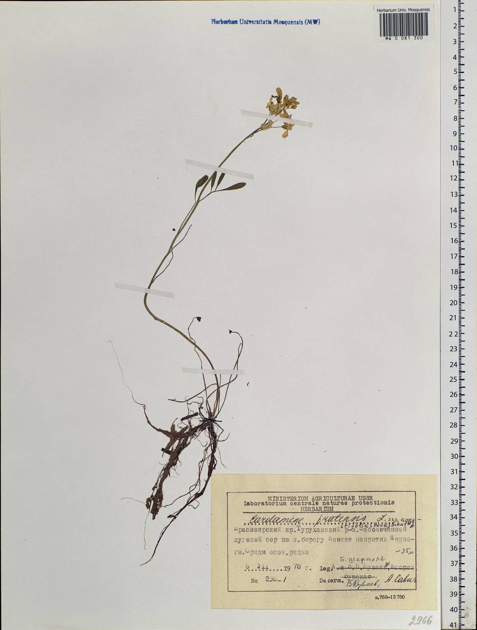 Cardamine pratensis L., Siberia, Central Siberia (S3) (Russia)