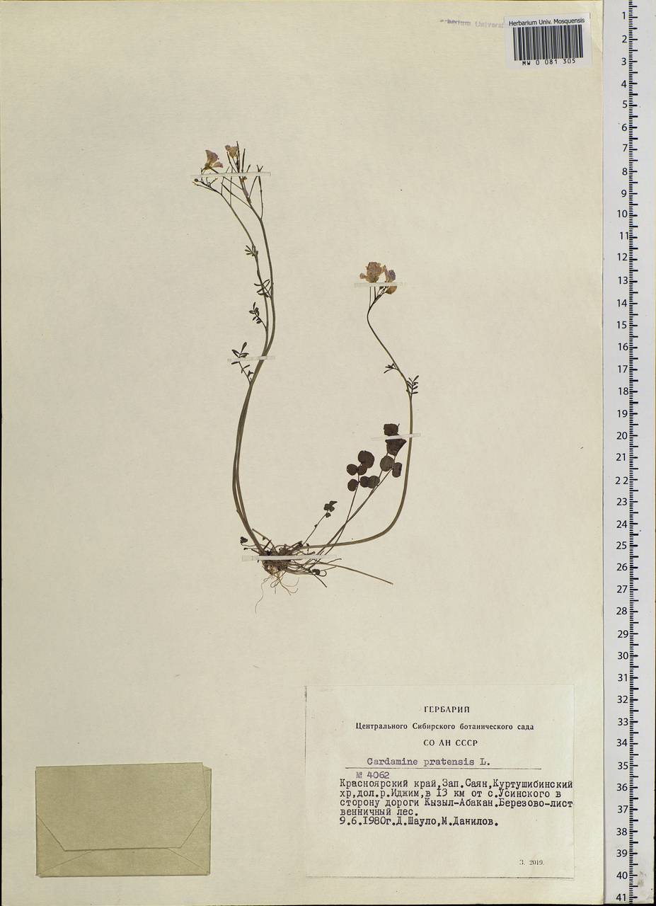 Cardamine pratensis L., Siberia, Altai & Sayany Mountains (S2) (Russia)