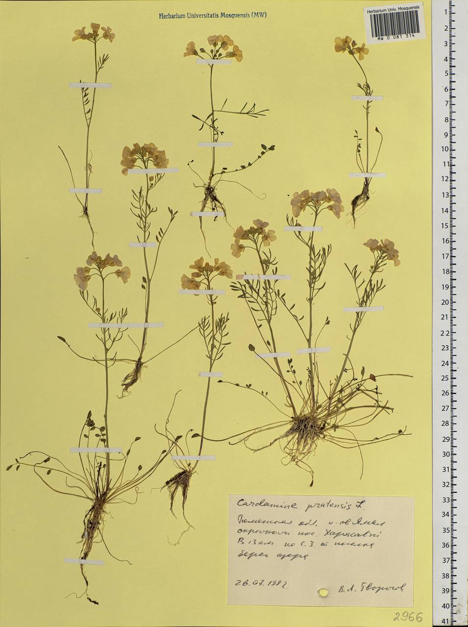 Cardamine pratensis L., Siberia, Western Siberia (S1) (Russia)