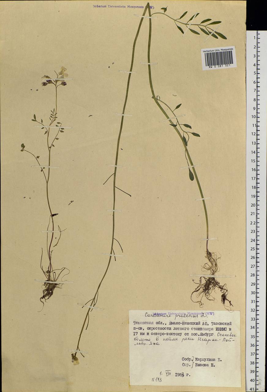 Cardamine pratensis L., Siberia, Western Siberia (S1) (Russia)