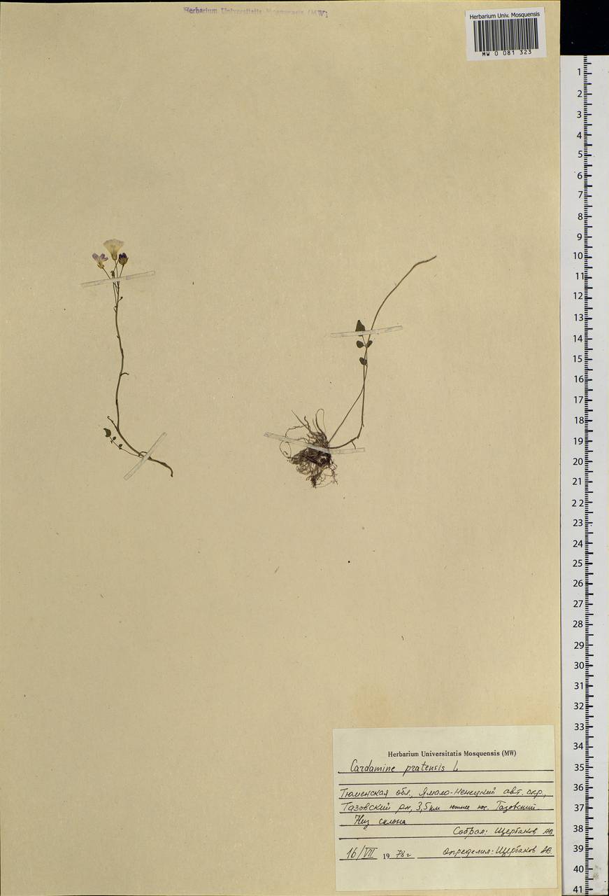 Cardamine pratensis L., Siberia, Western Siberia (S1) (Russia)