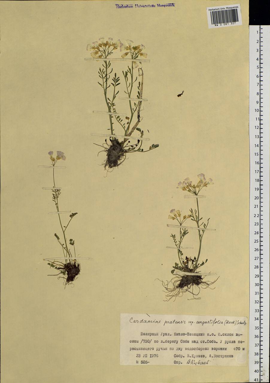 Cardamine pratensis L., Siberia, Western Siberia (S1) (Russia)