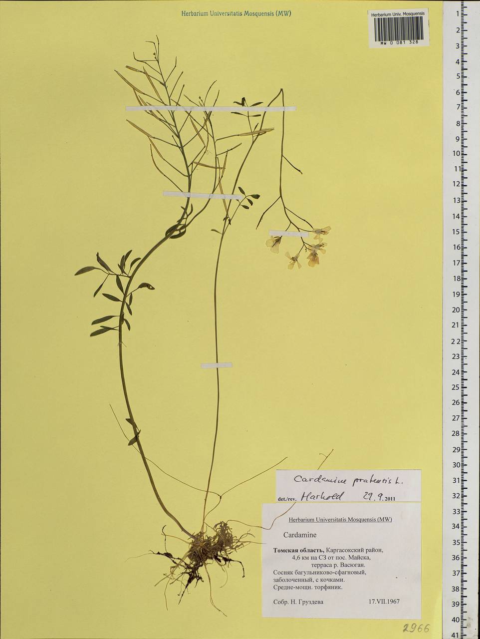 Cardamine pratensis L., Siberia, Western Siberia (S1) (Russia)