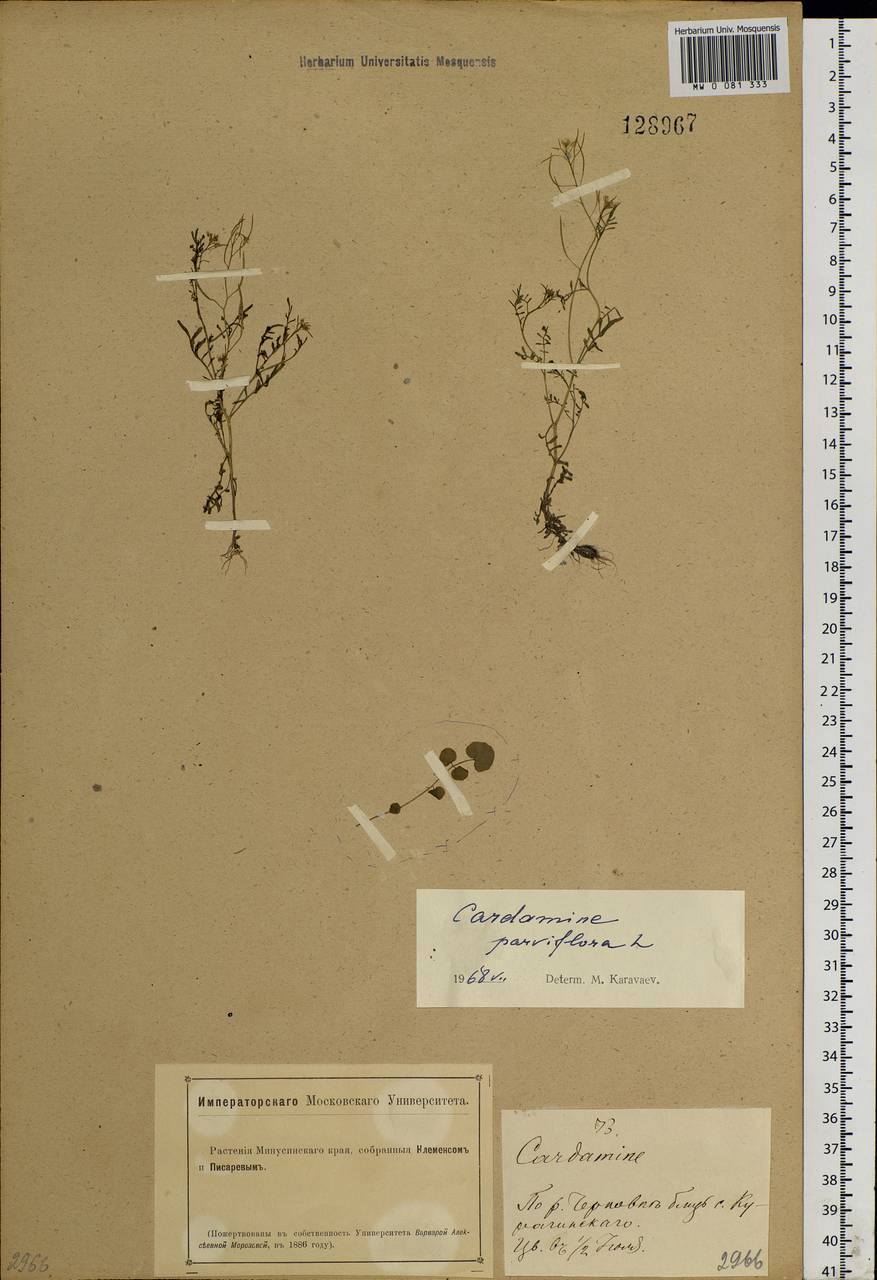 Cardamine parviflora L., Siberia, Altai & Sayany Mountains (S2) (Russia)