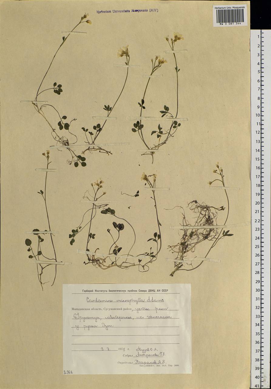 Cardamine microphylla Adams, Siberia, Chukotka & Kamchatka (S7) (Russia)
