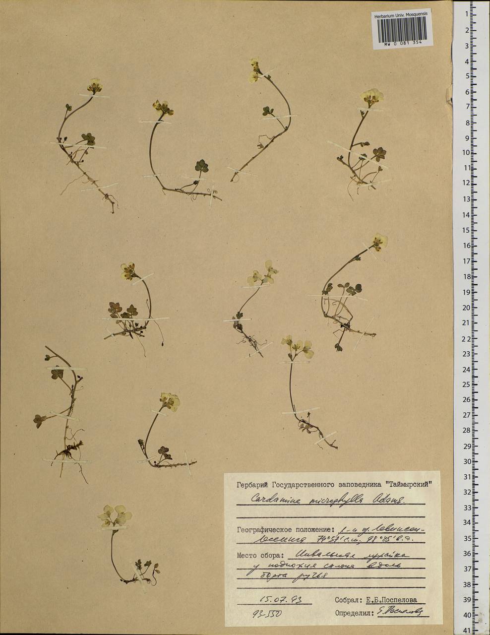 Cardamine microphylla Adams, Siberia, Central Siberia (S3) (Russia)