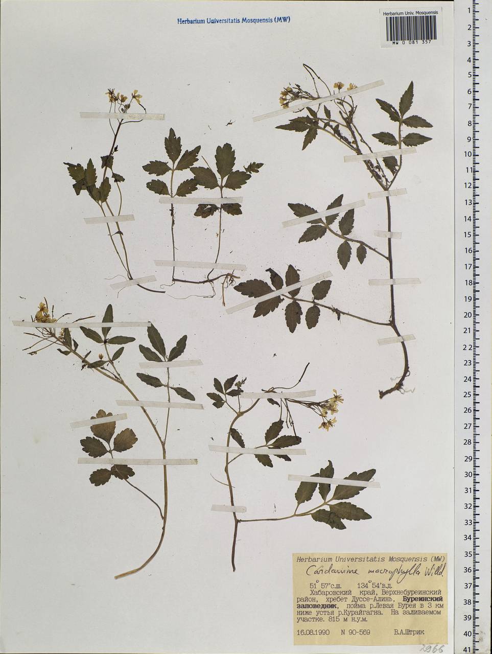 Cardamine macrophylla Willd., Siberia, Russian Far East (S6) (Russia)
